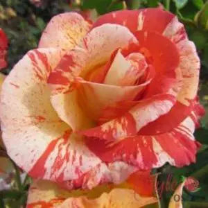 Alfred Sisley™ Potted Rose Bush