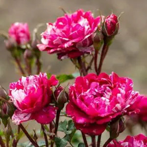 miniature rose potted plant Candy Sunblaze® Potted Rose Bush