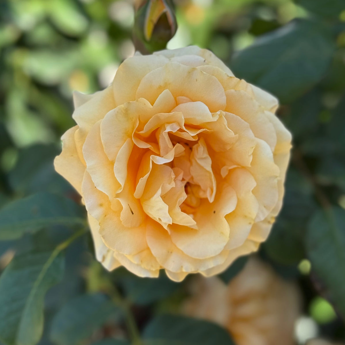 Golden Opportunity™ Bare Root Climbing Rose Bush