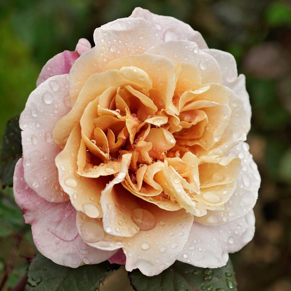 Distant Drums Bare Root Rose Bush - Grace Rose Farm