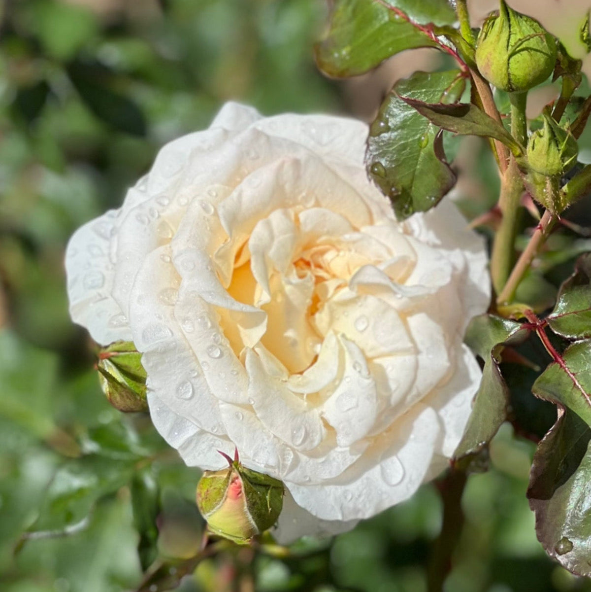French Lace™ Potted Rose Bush