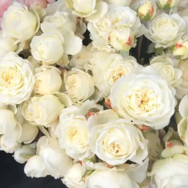 Tranquillity Tree Rose | David Austin White Tree Rose | Grace Rose