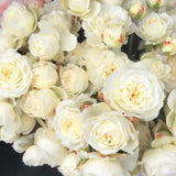 David Austin ® Tranquillity Potted Rose Bush