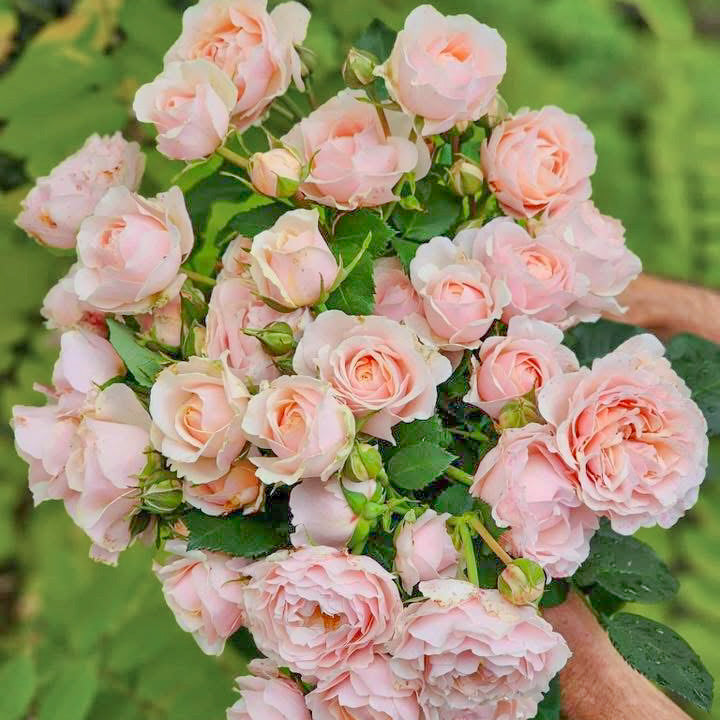 Dylan Rose Potted Rose Bush