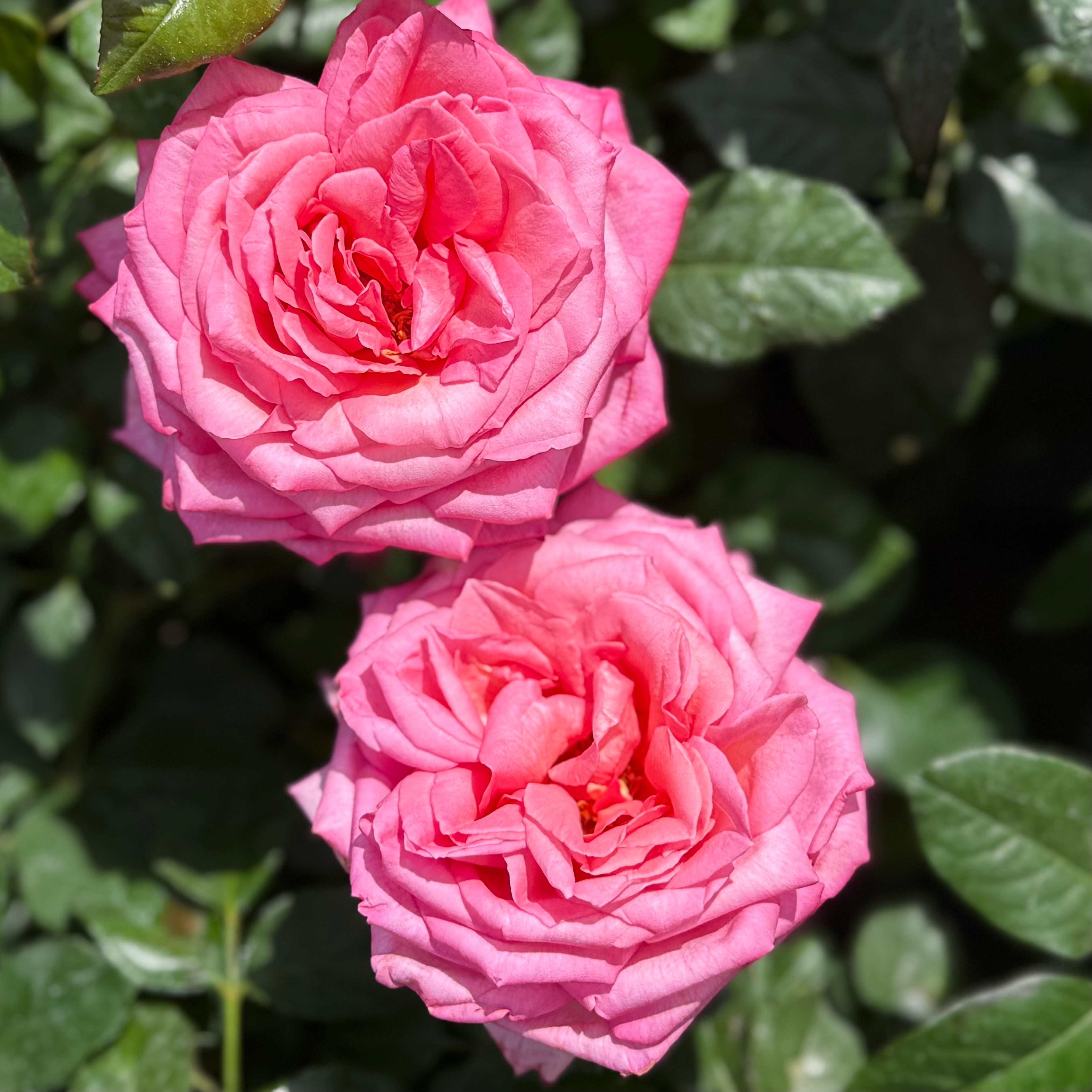 Eleganza® Wedding Bells™ Potted Rose Bush - Grace Rose Farm