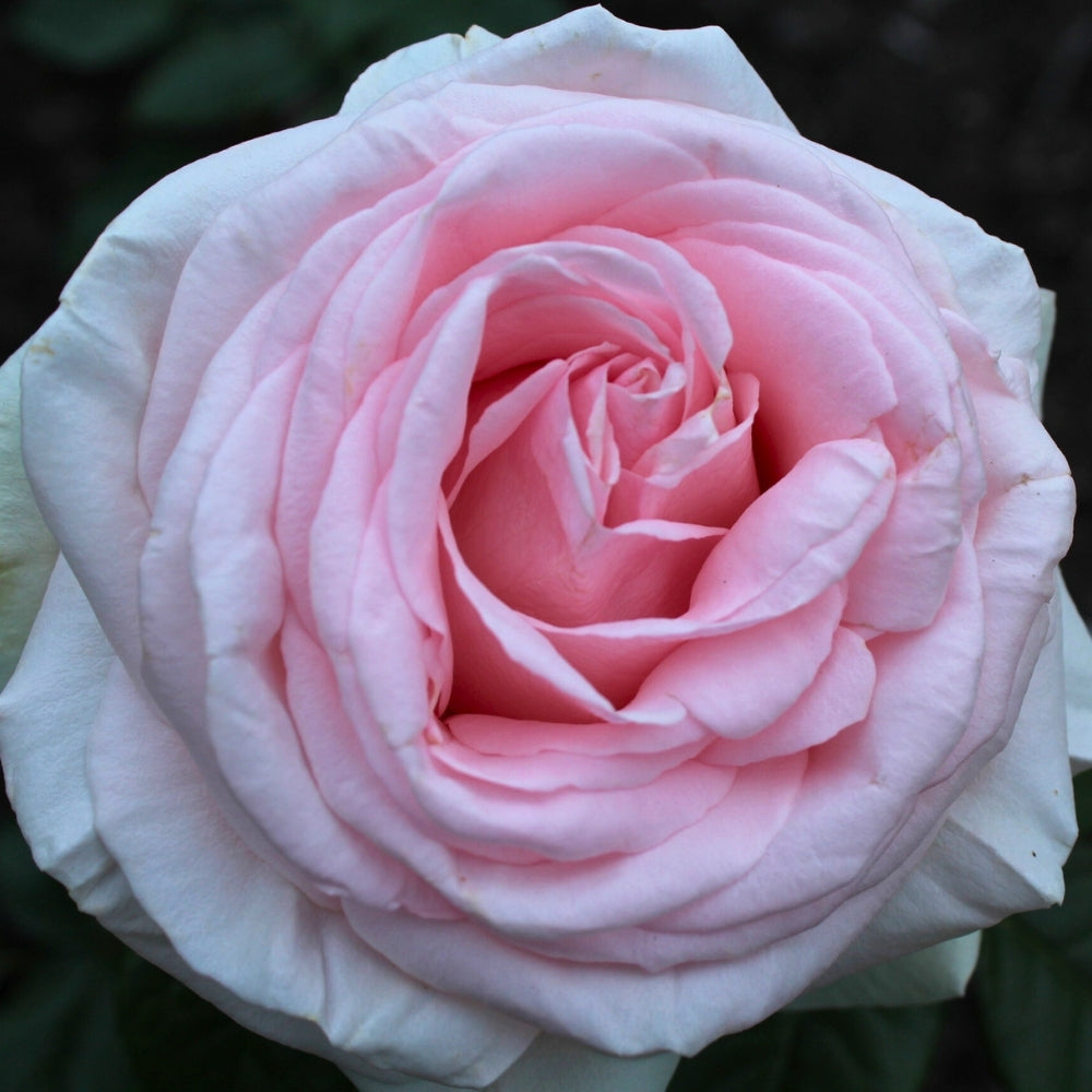 Francis Meilland® Bare Root Rose Bush