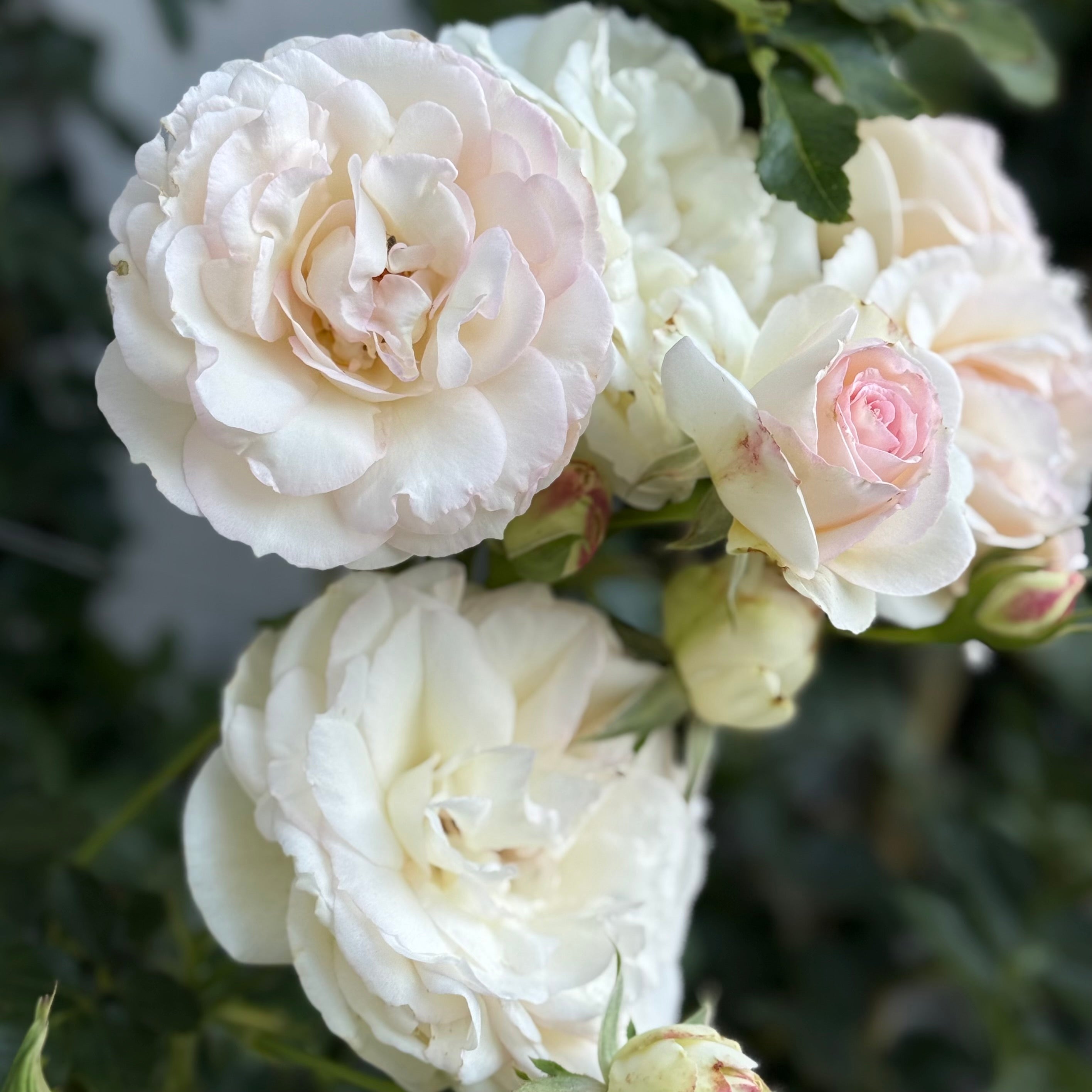 Eden Climber® White Potted Climbing Rose