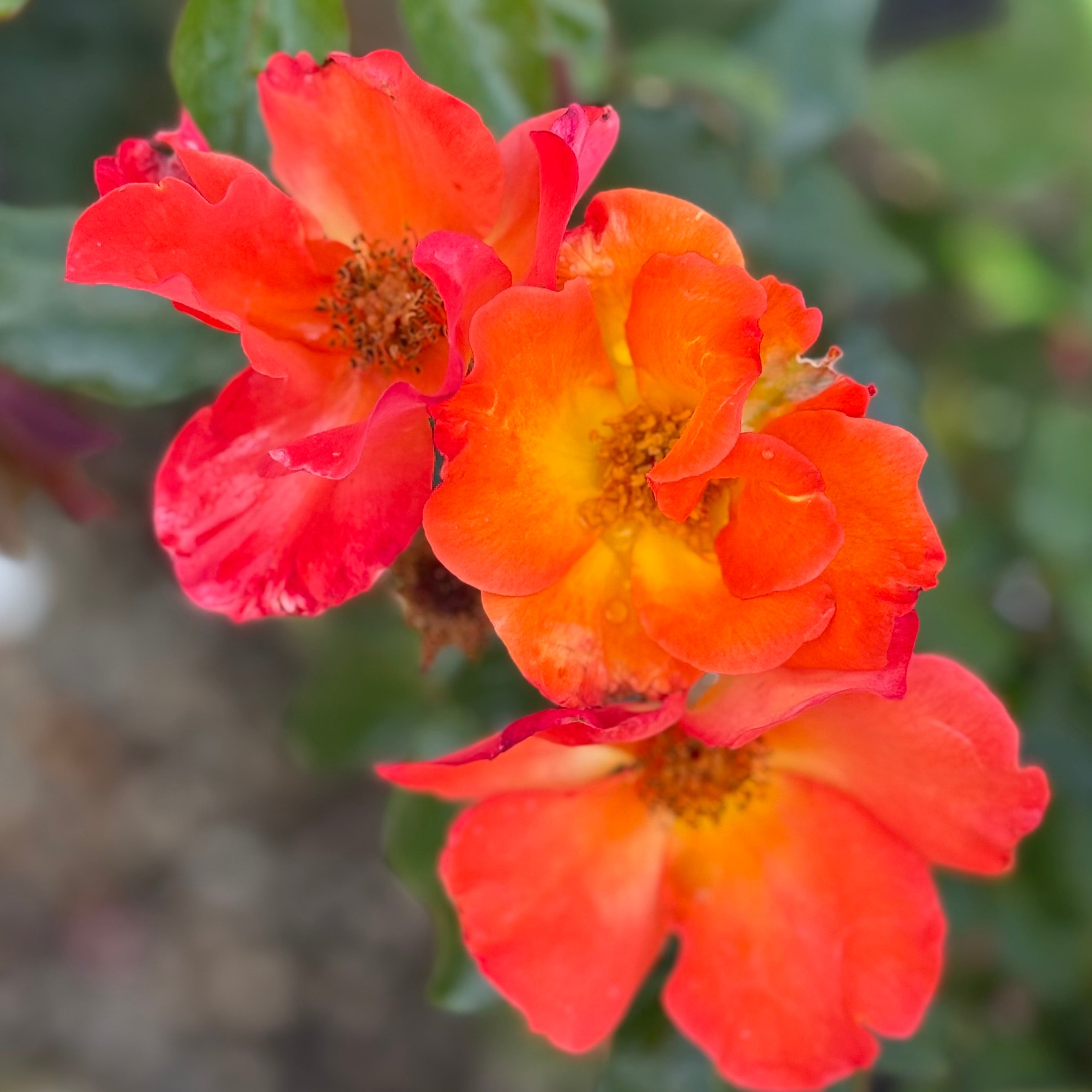 Playboy® Potted Rose Bush