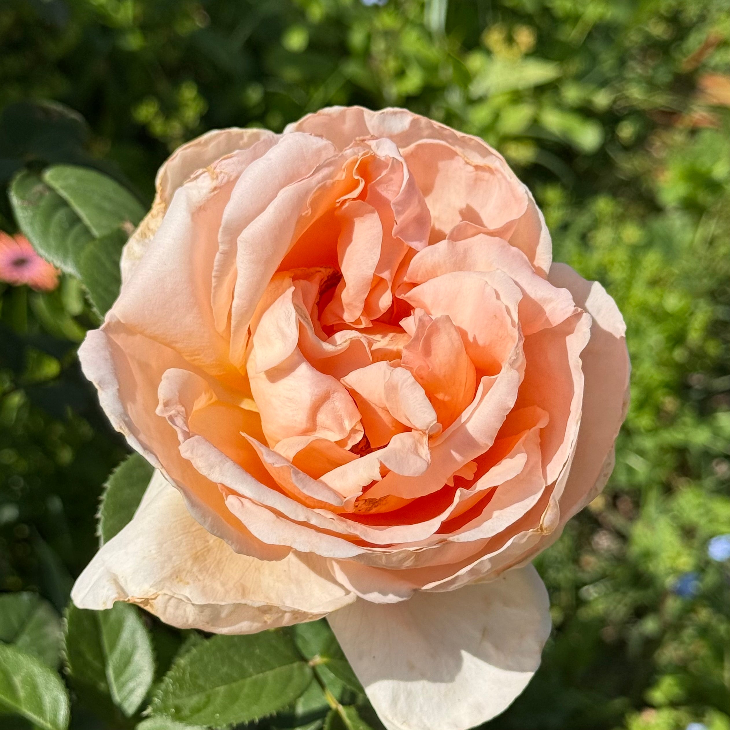Abbaye de Cluny™ Potted Rose Bush - Grace Rose Farm