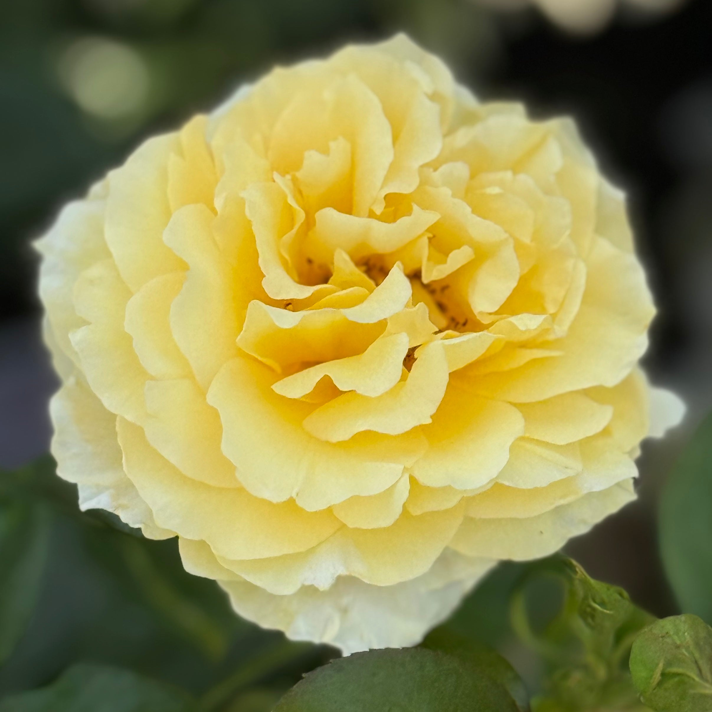 Quest for Zest™ Potted Tree Rose