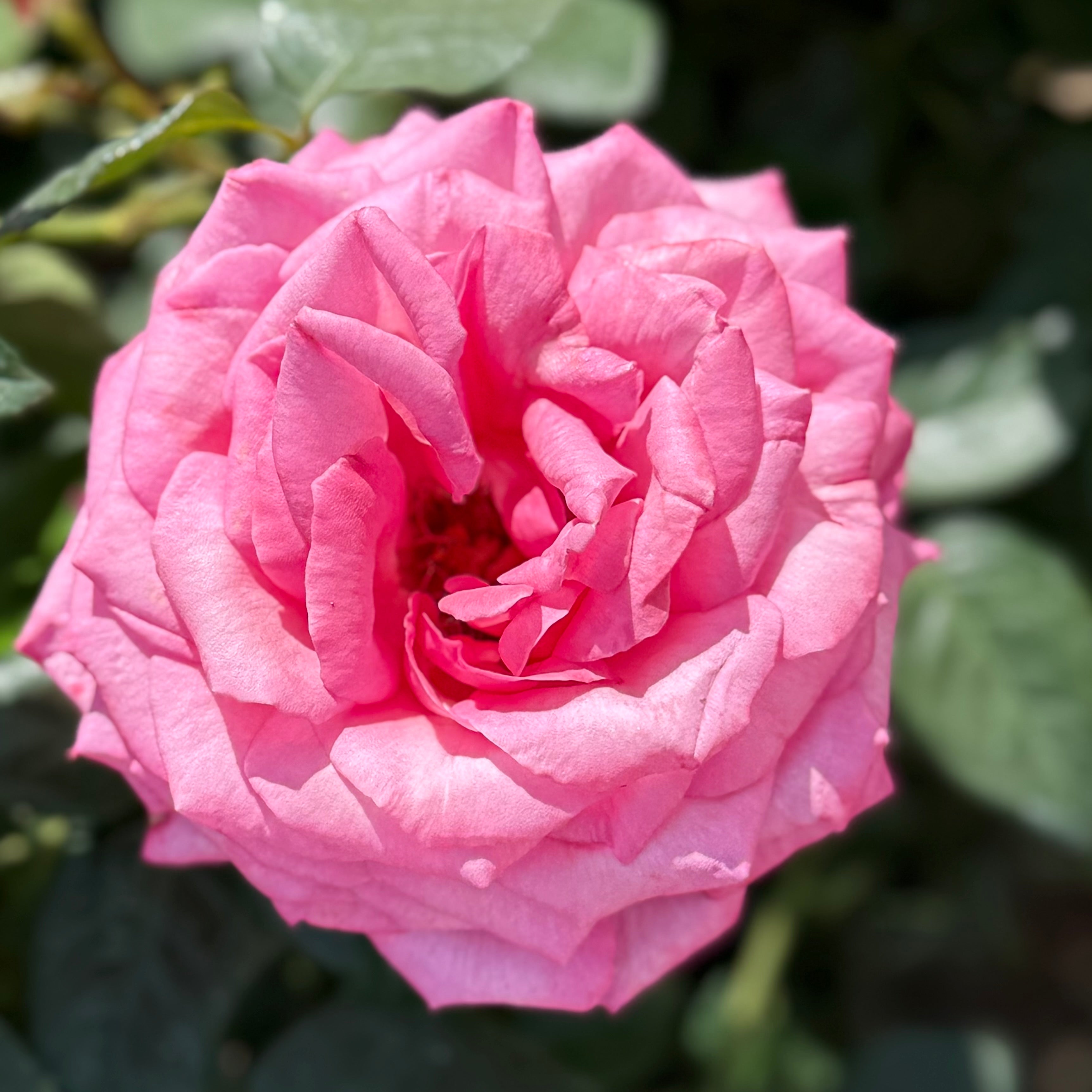 Wedding Bells Rose | Eleganza Pink Rose | Grace Rose Farm