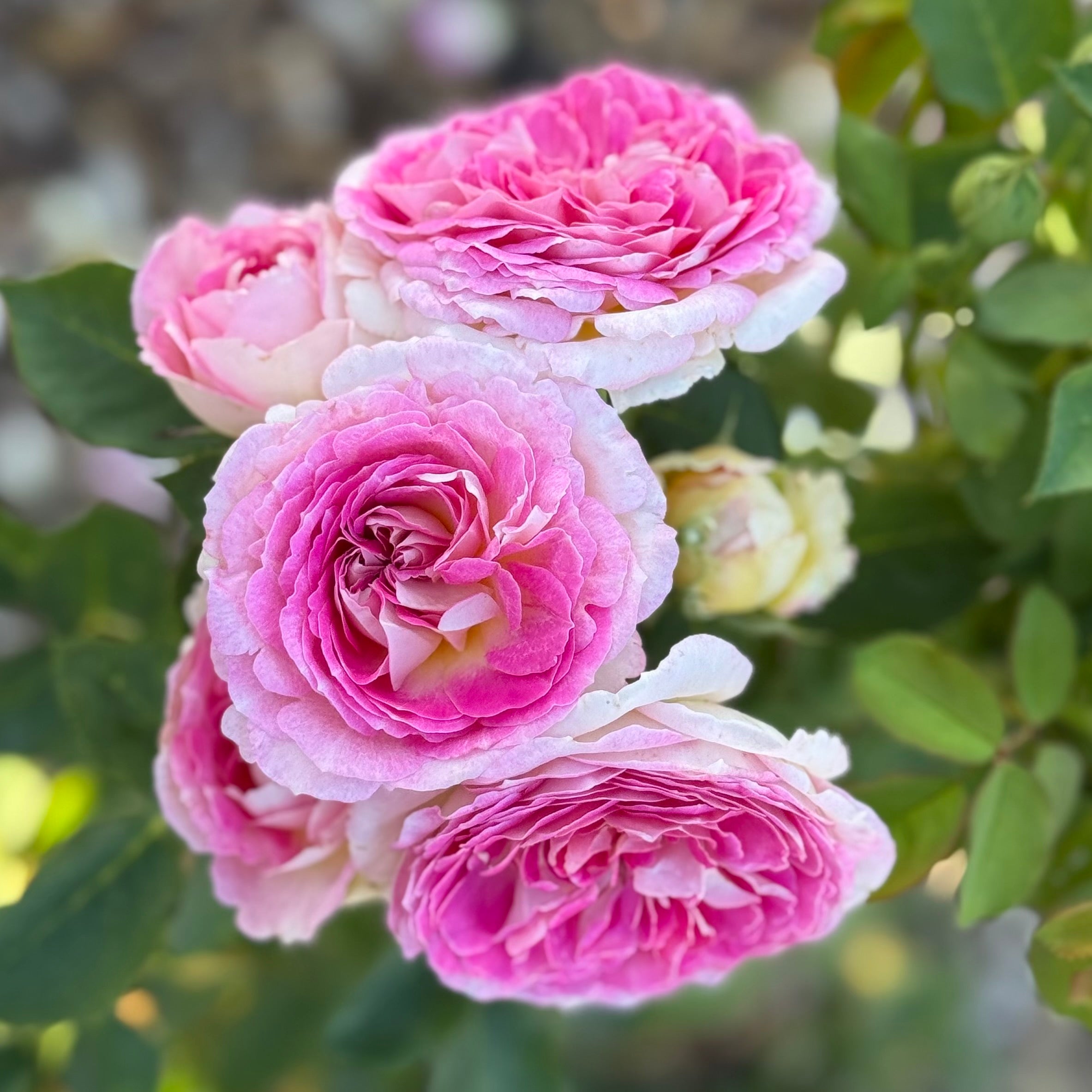 Fashion Forward™ Potted Rose Bush