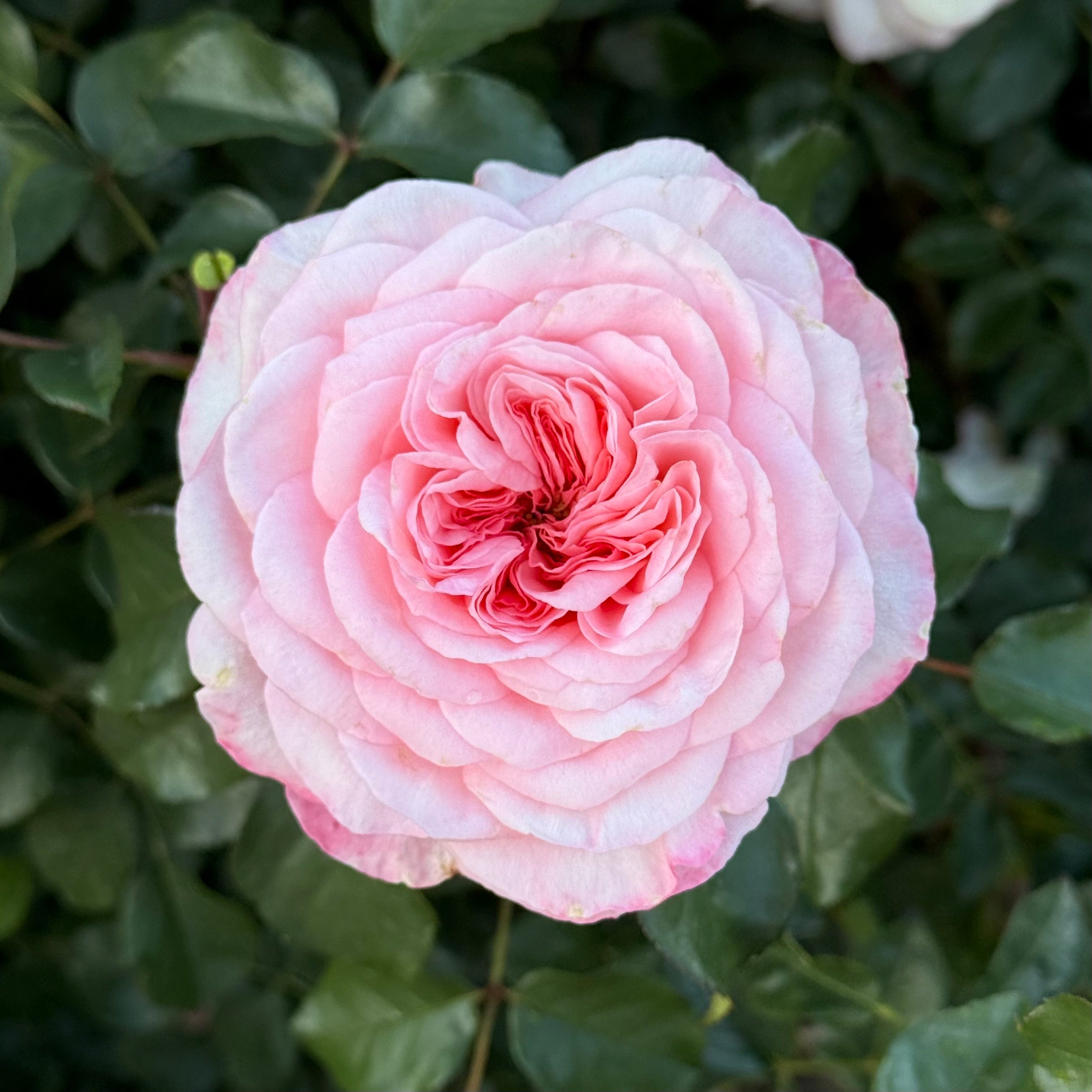 ROSEページ Savannah Potted Rose Bush | Apricot Rose Plant | Grace Rose Farm