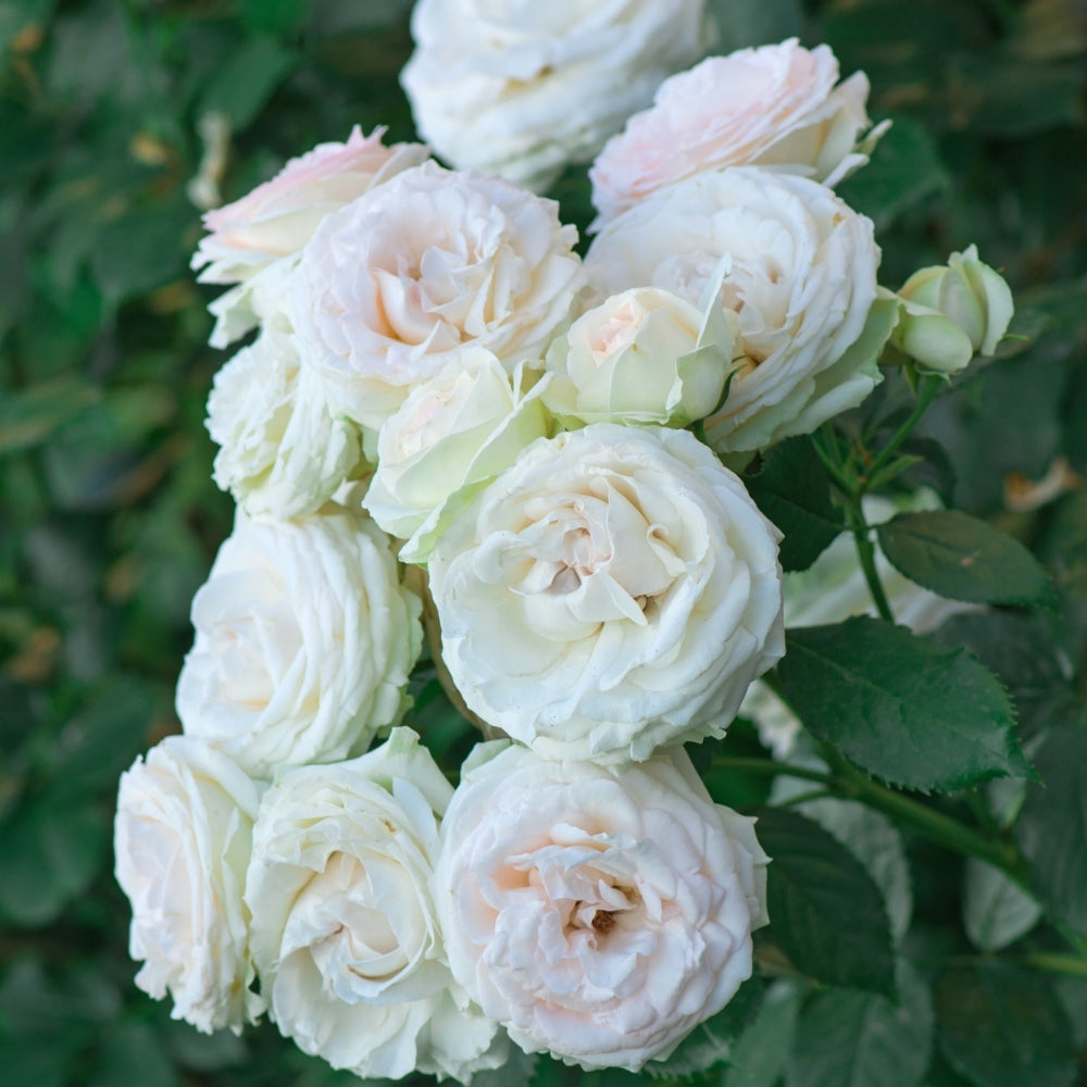 Eden Climber® White  Bare Root Climbing Rose