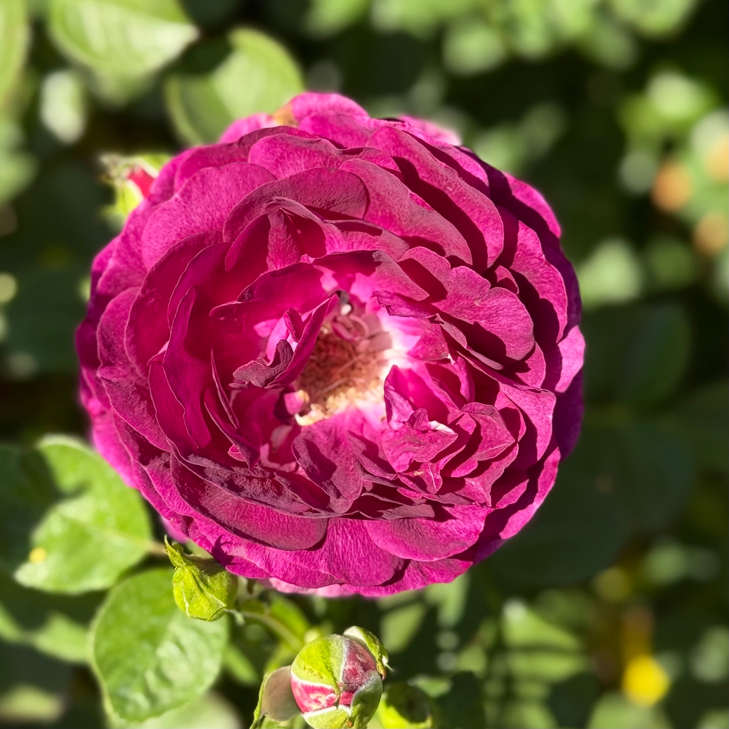 Twilight Zone™ Potted Tree Rose