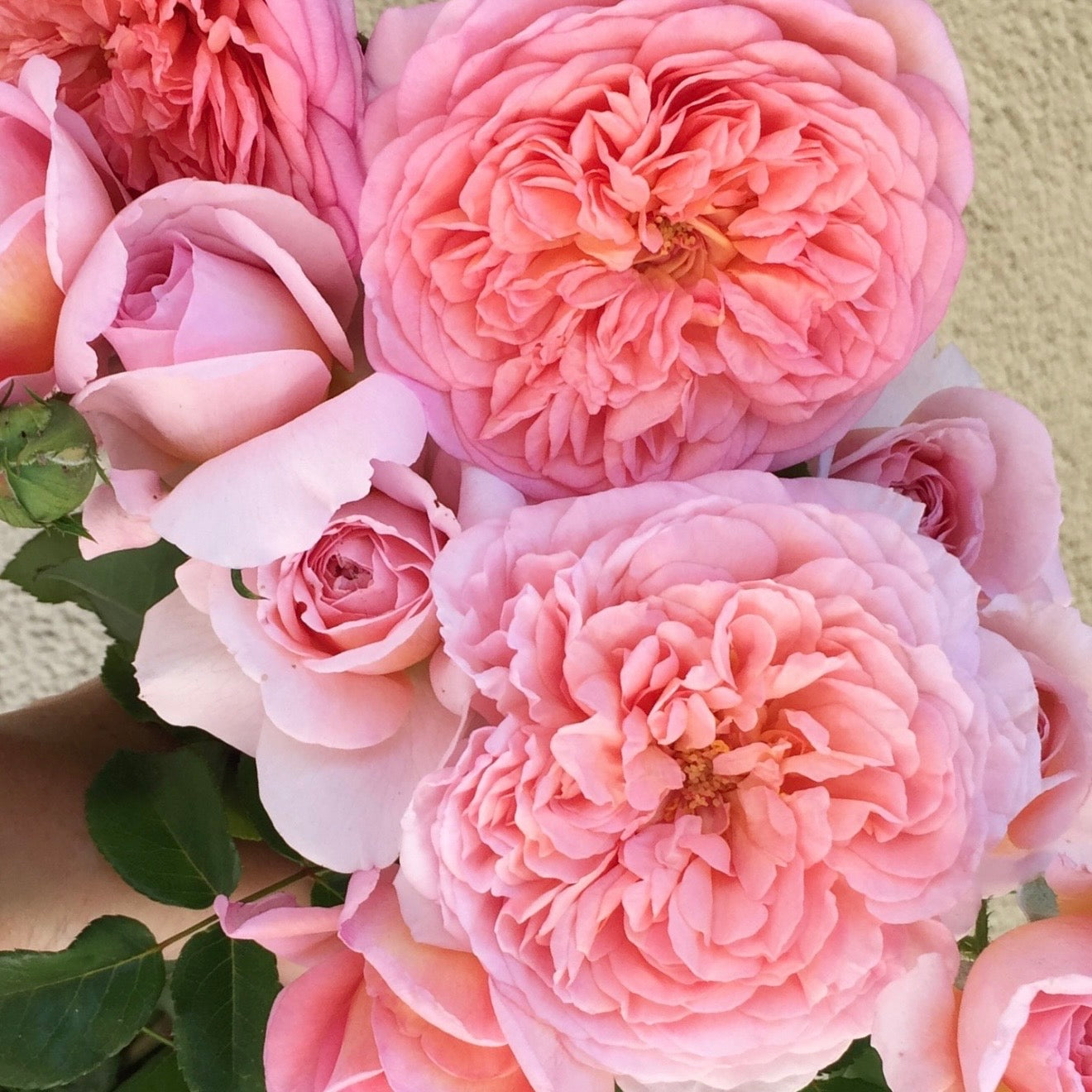Peach Rose Bushes | Peach And Apricot Glow | Grace Rose Farm