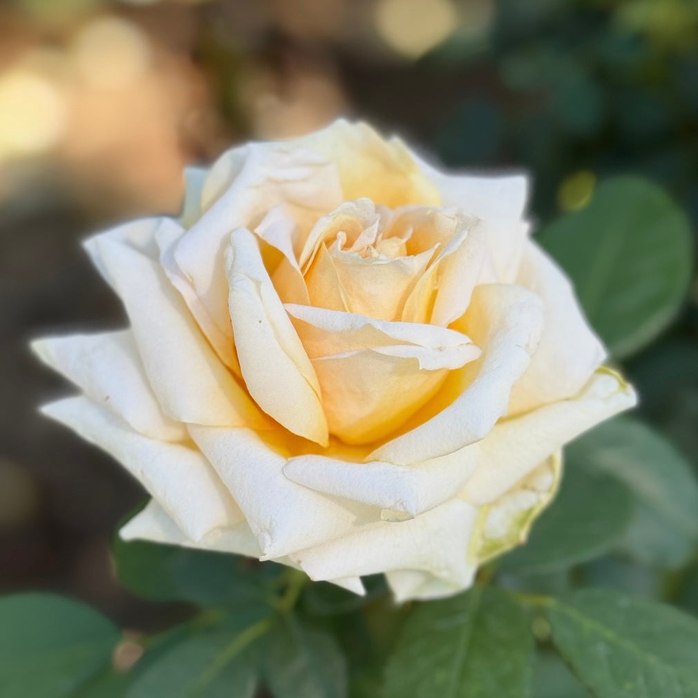 Forever Amber™ Potted Rose Bush