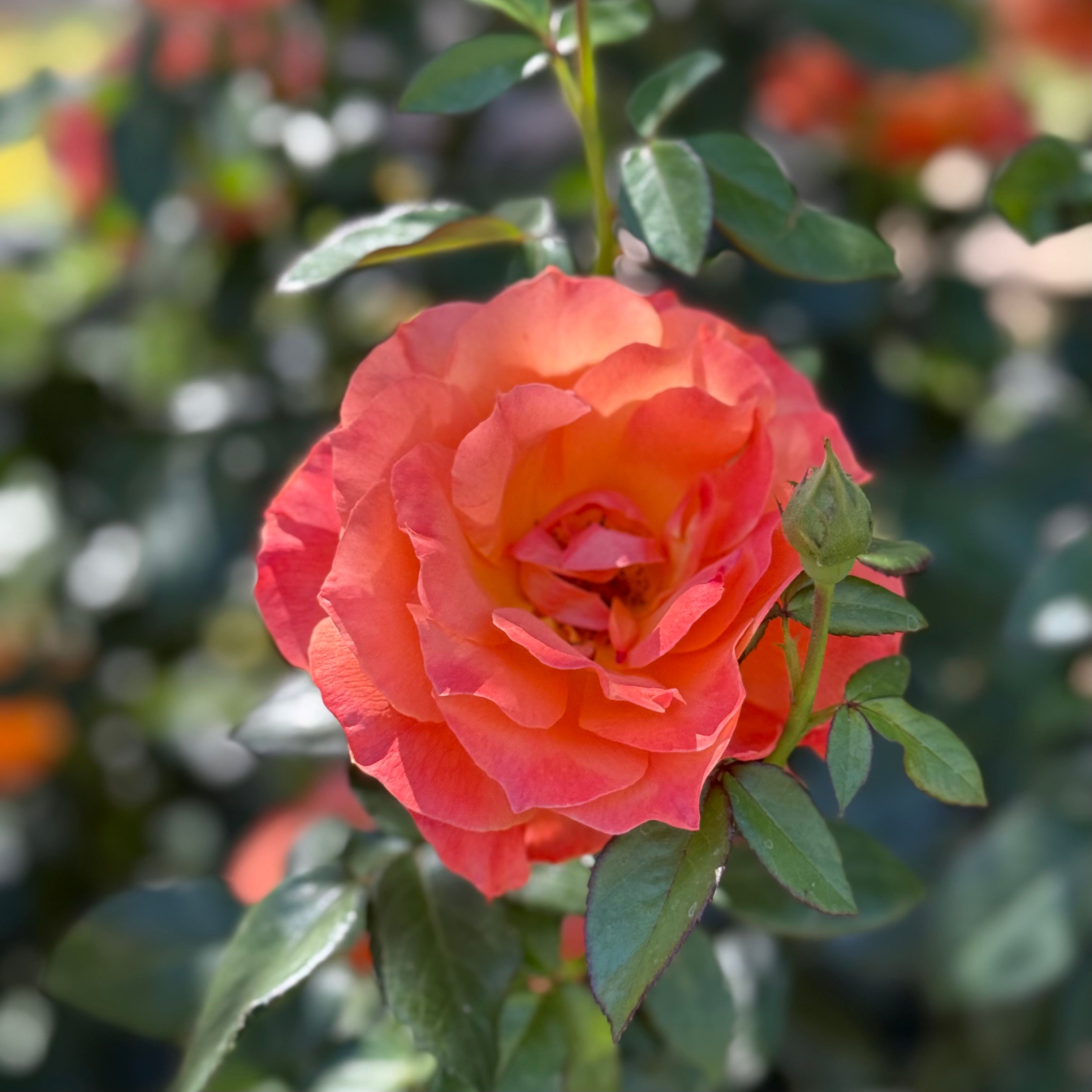 Livin Easy Potted Rose Bush | Apricot Orange Floribunda Rose