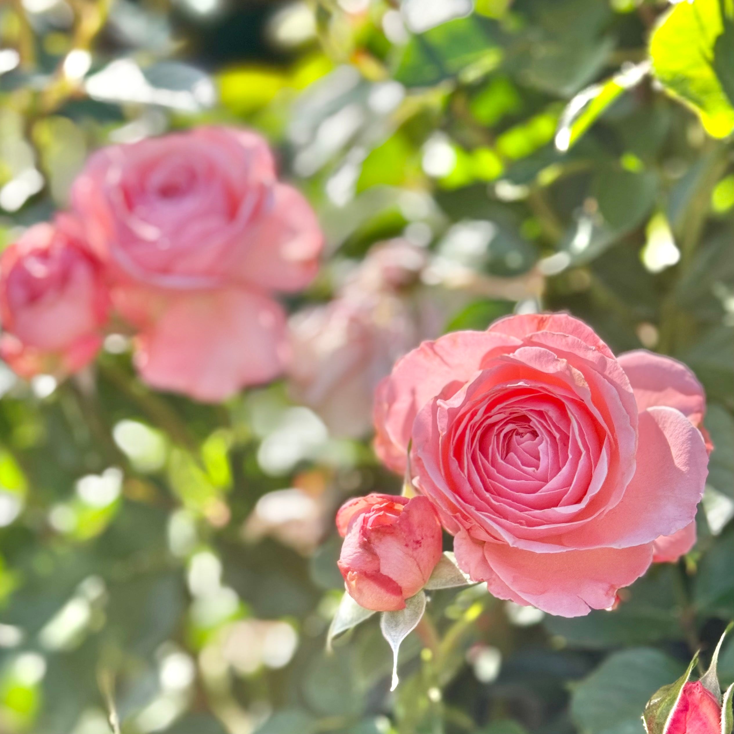 Sexy Rexy®  Potted Rose Bush