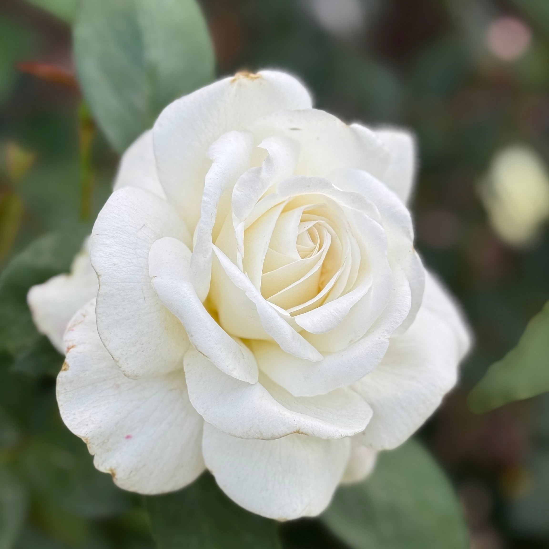 Sugar Moon Potted Rose Bush | White Fragrant Hybrid Tea Rose