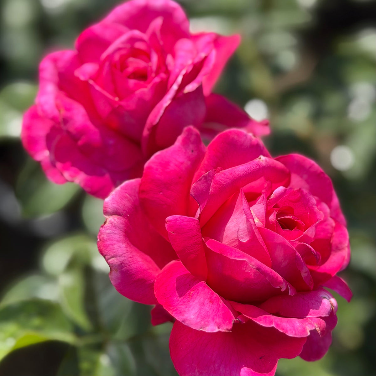 Adélaïde-Grace™ Bare Root Rose Bush