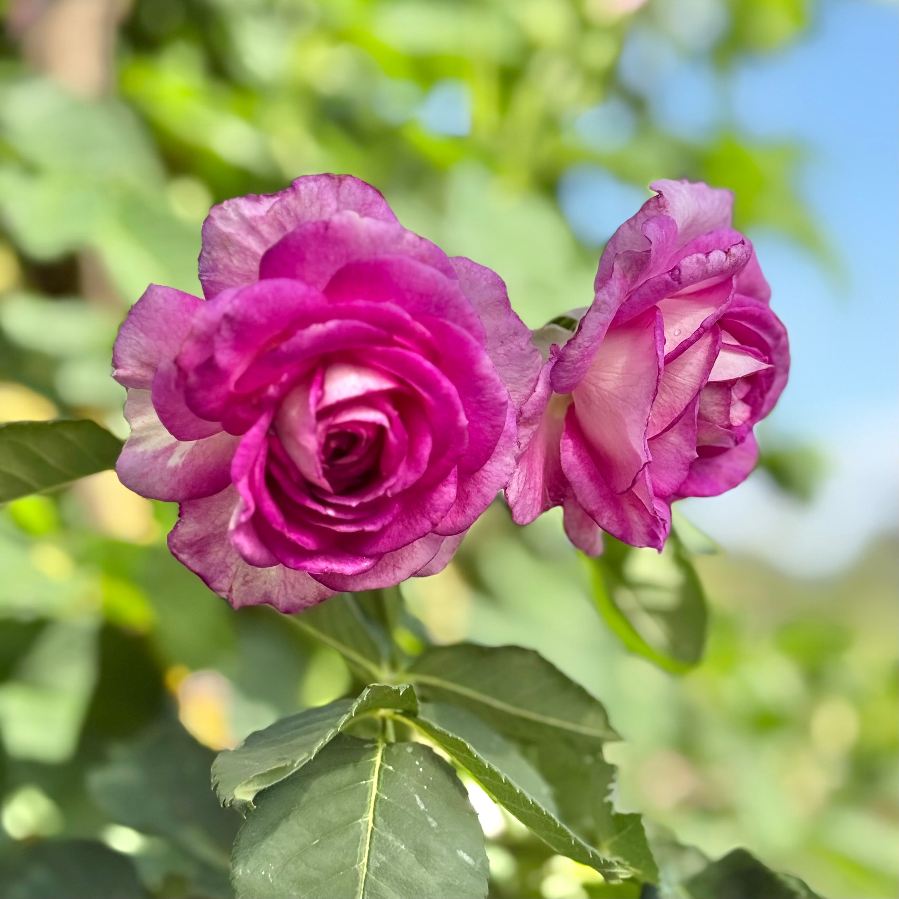 Lavender Crush™ Potted Climbing Rose