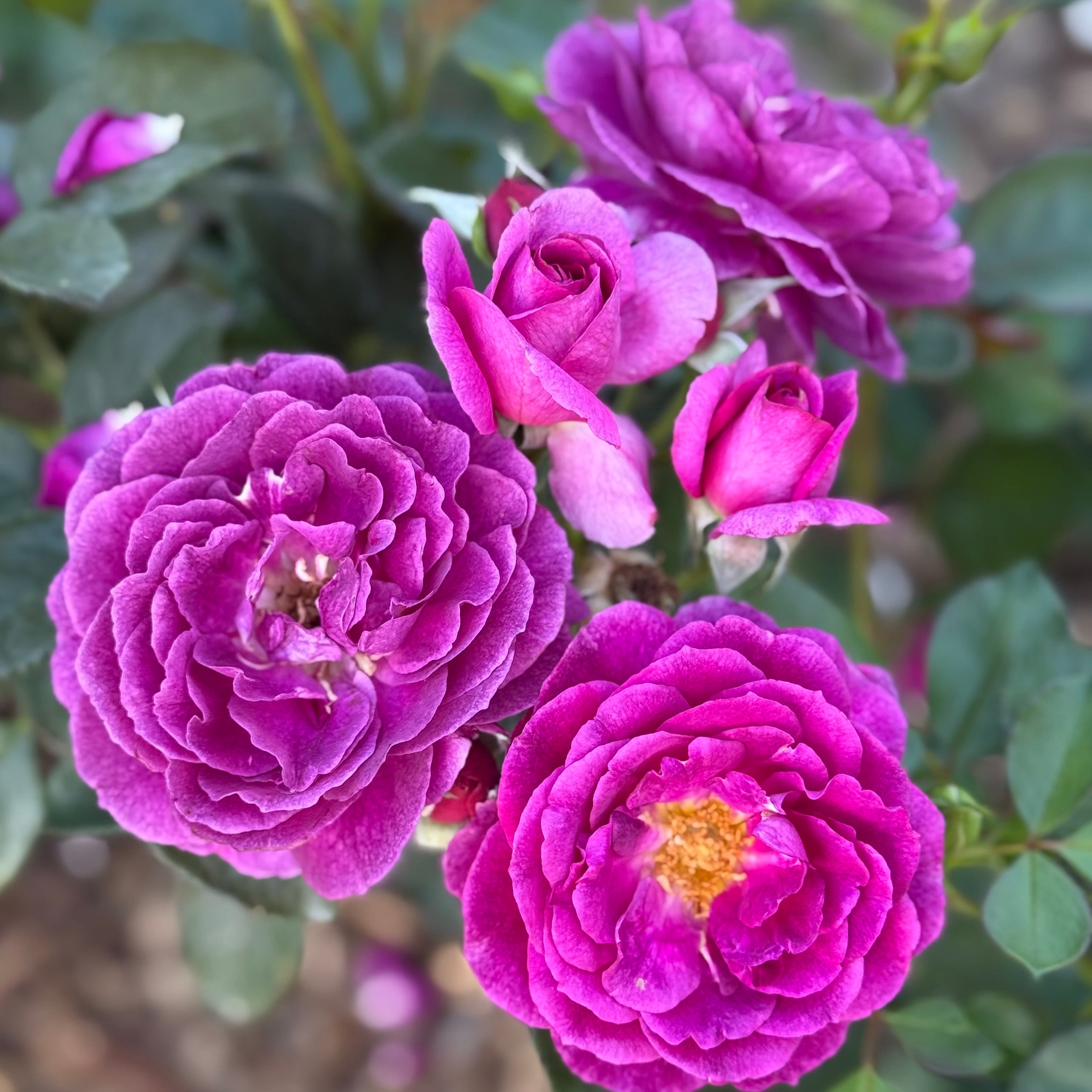 Grace Rose Farm Ebb Tide Rose Bush