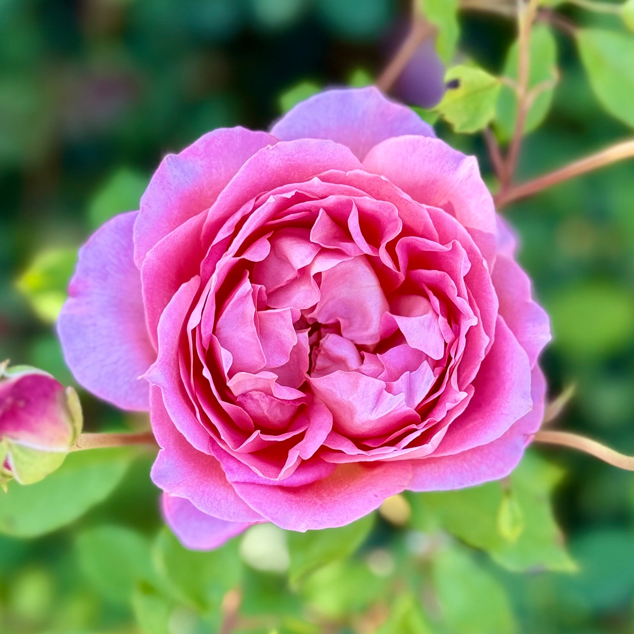 David Austin® Jubilee Celebration® Potted Rose Bush