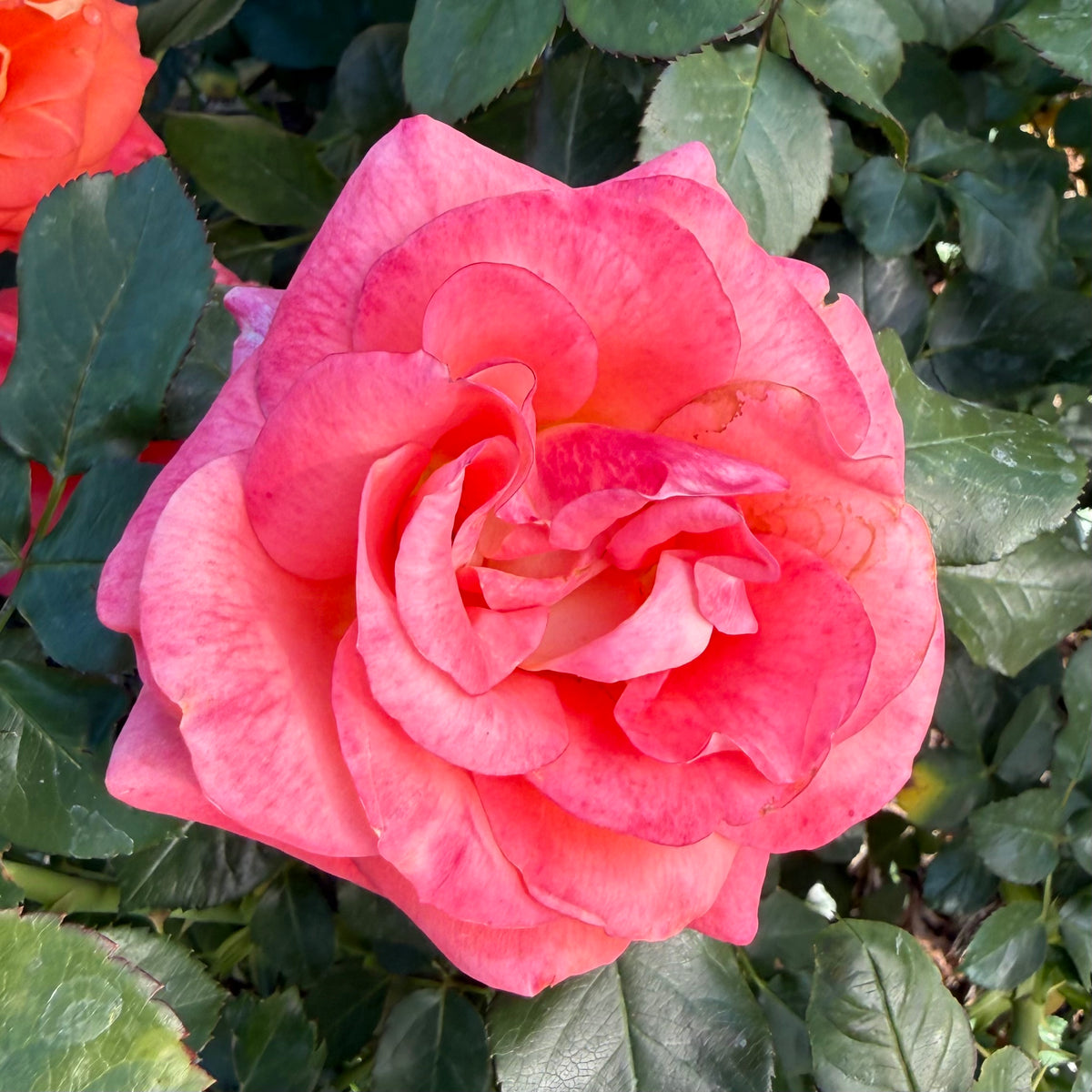 Burst of Joy™ Bare Root Tree Rose - Grace Rose Farm