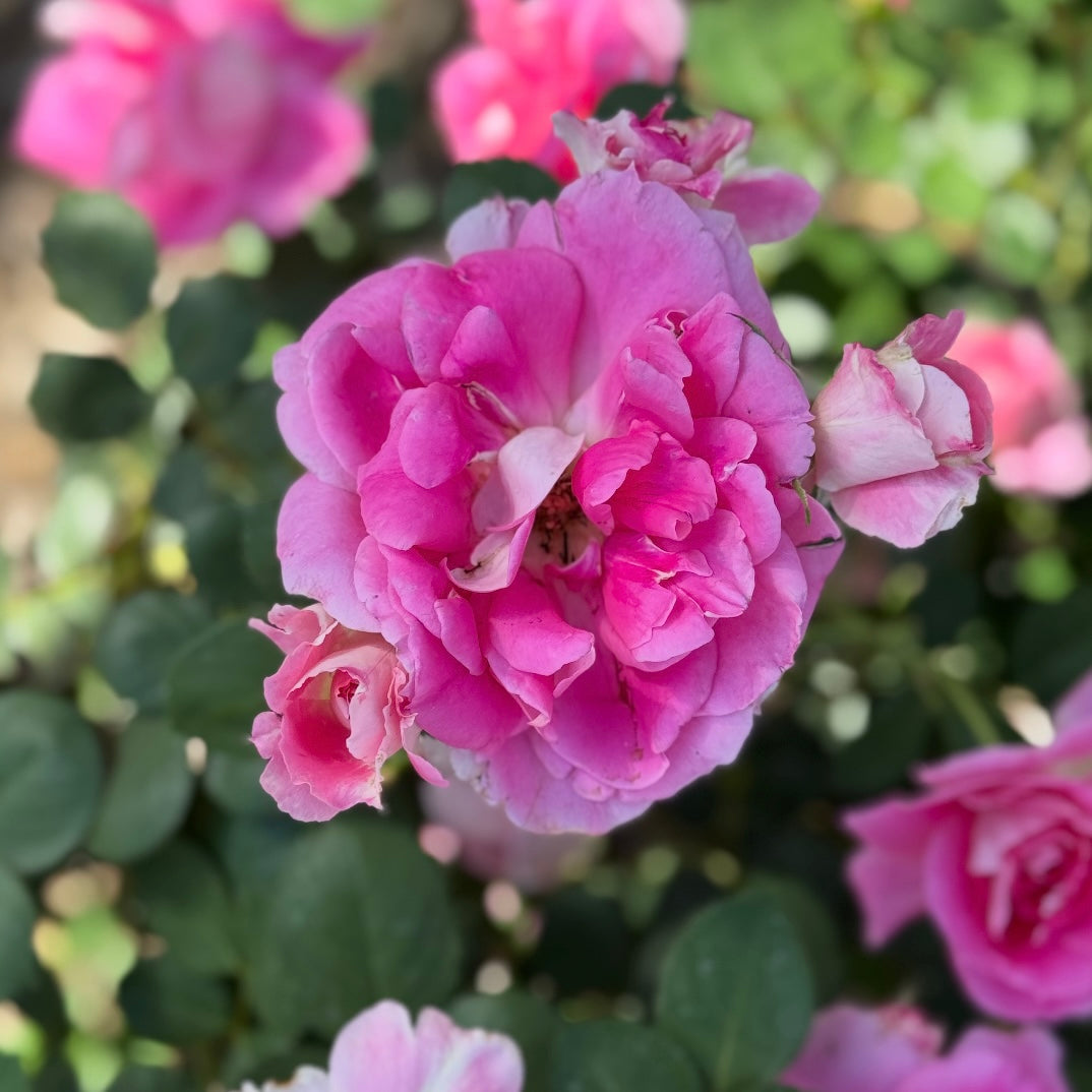 Carefree Wonder™ Potted Rose Bush