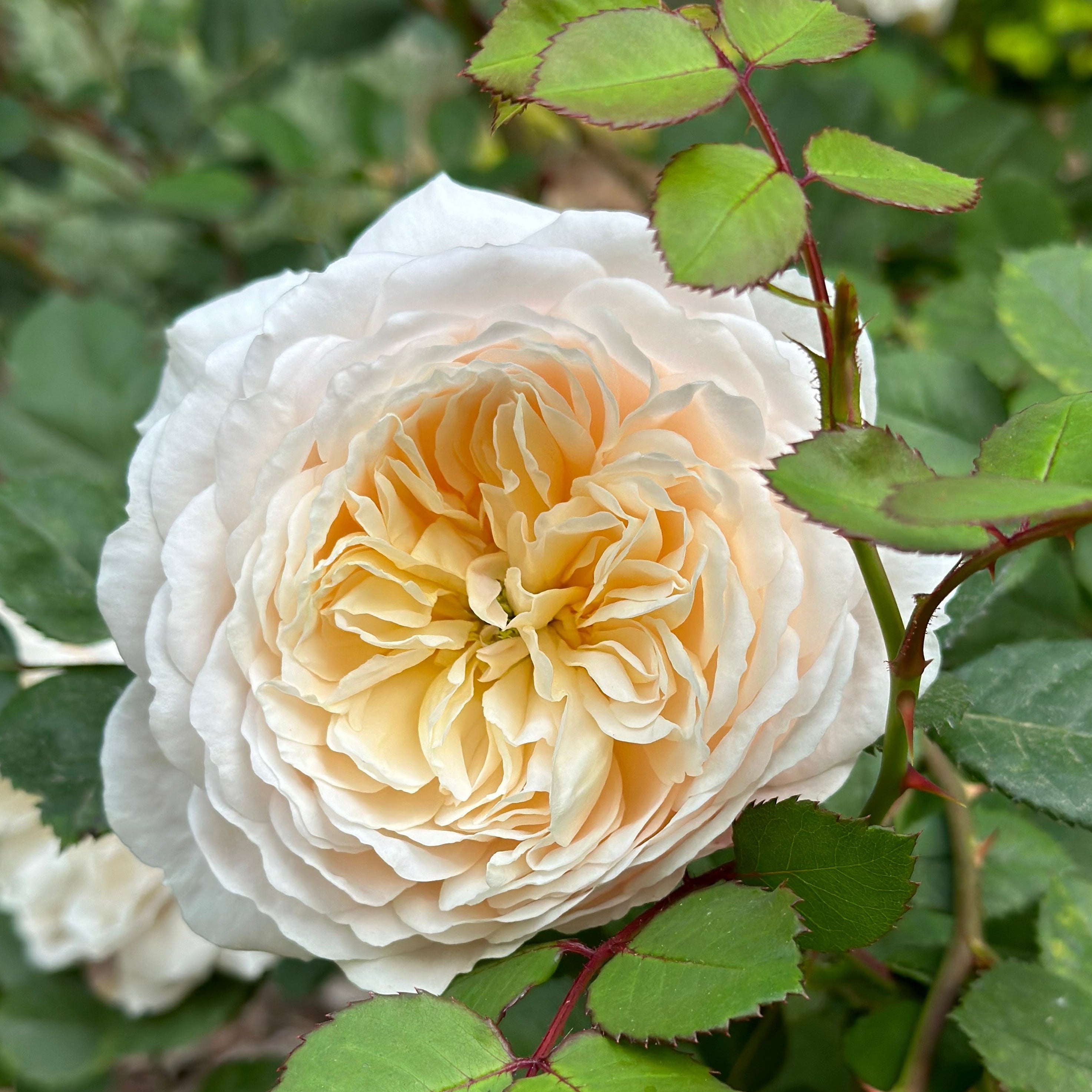 Crocus Rose | David Austin Cream Rose | Grace Rose Farm