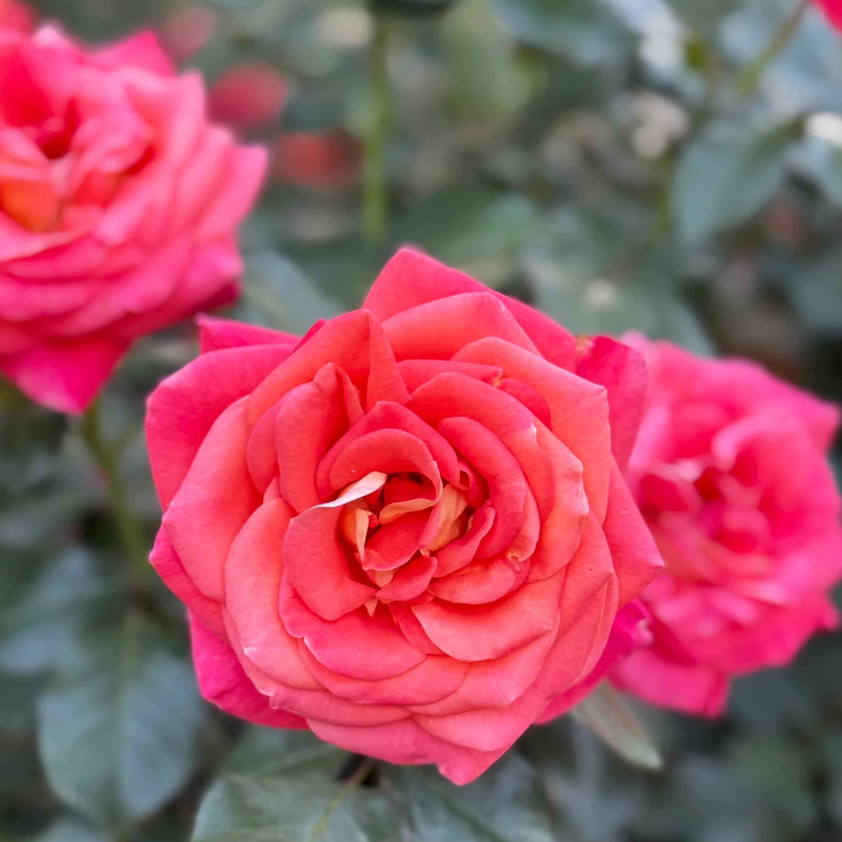 Burst of Joy™ Potted Rose Bush