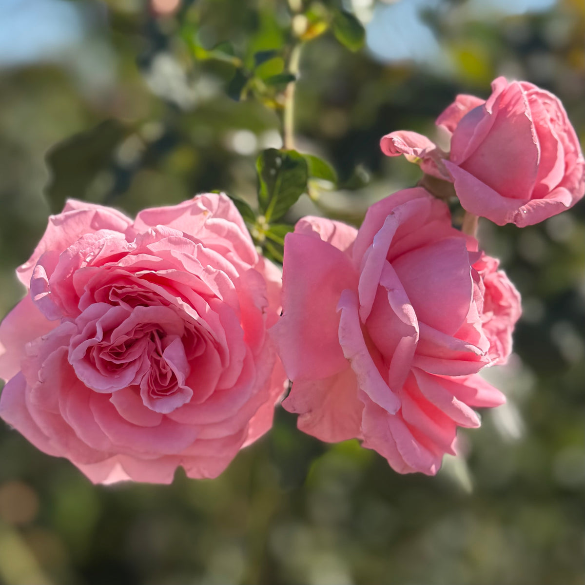 Coral Dawn Potted Rose Bush