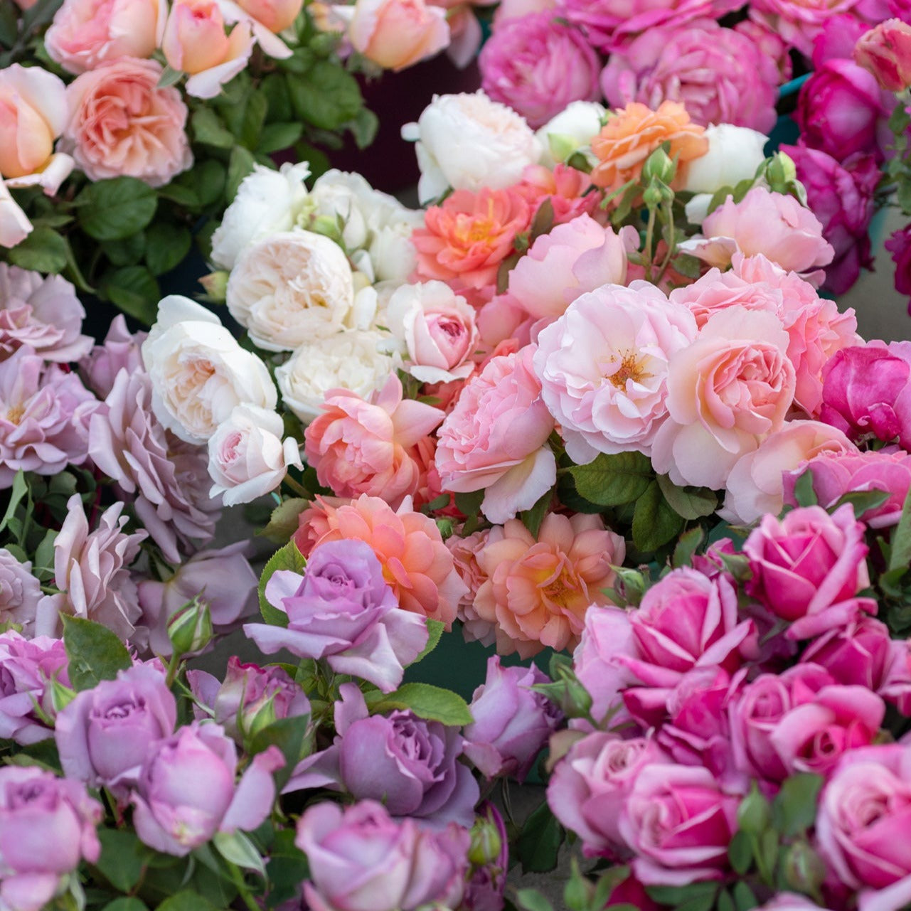 GARDEN ROSES: The Complete Guide to Growing & Arranging Spectacular Blooms *Signed Copy*