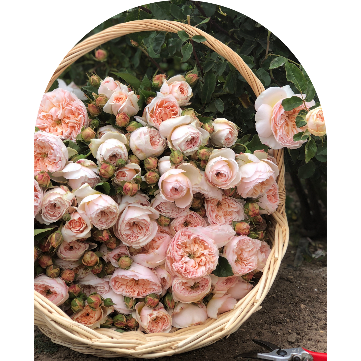 希少】SAYS FARM IYASA A ROSE 2023 希少】SAYS FARM IYASA A