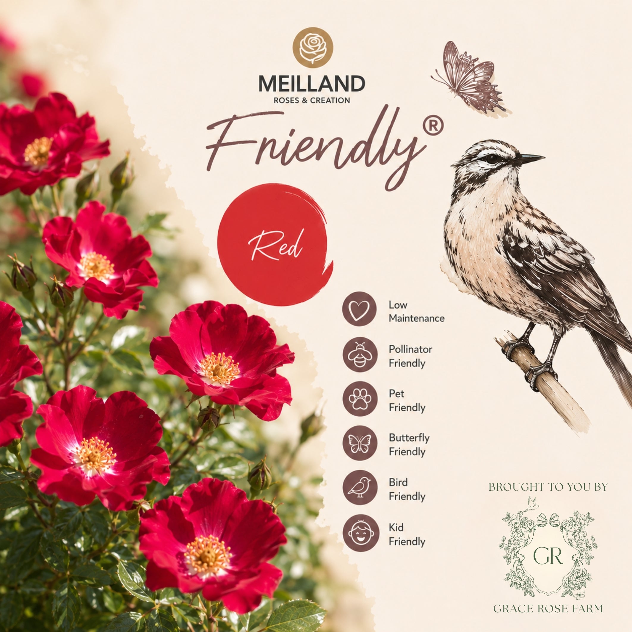 Friendly® Red Potted Rose Bush