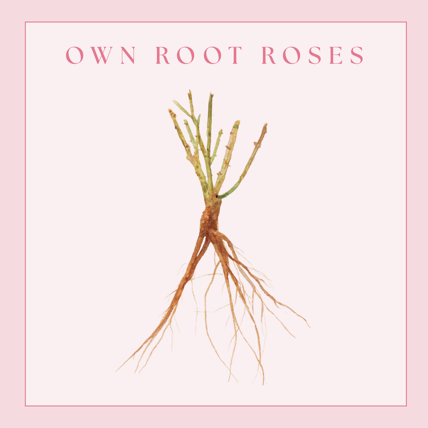 Better Bare Root™ Roses | Stronger Garden Beginnings | Grace Rose Farm