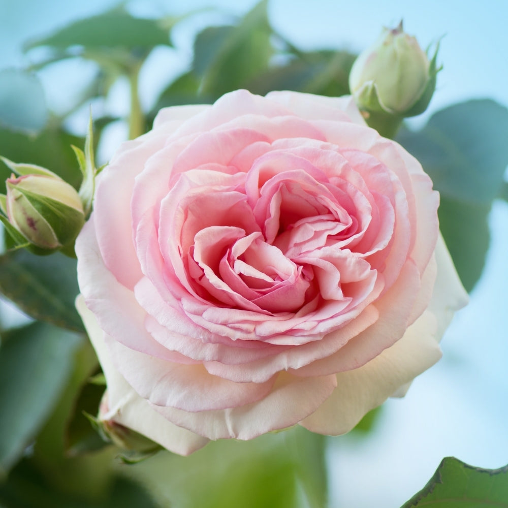 Eden Climber®   Bare Root Climbing Rose