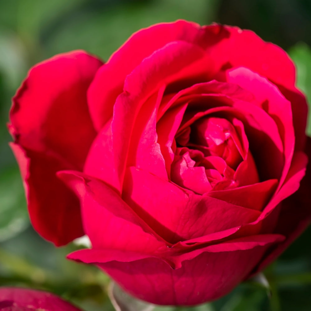 Eden Climber® Red   Bare Root Climbing Rose