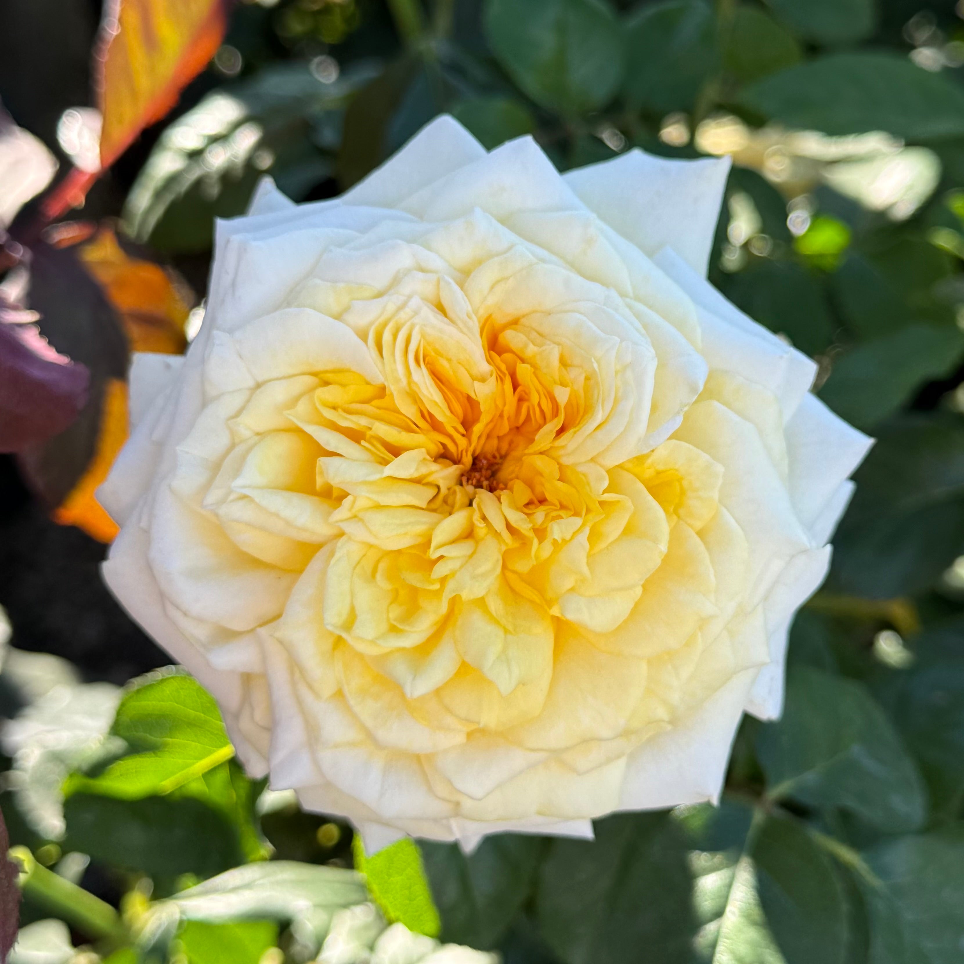 ばらエレガント9 Lemontini Potted Rose Bush | Yellow Rose Bush