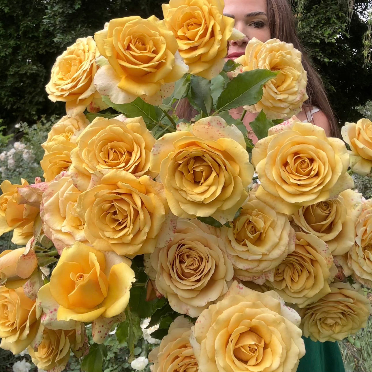 Golden Mustard Potted Rose Bush - Grace Rose Farm