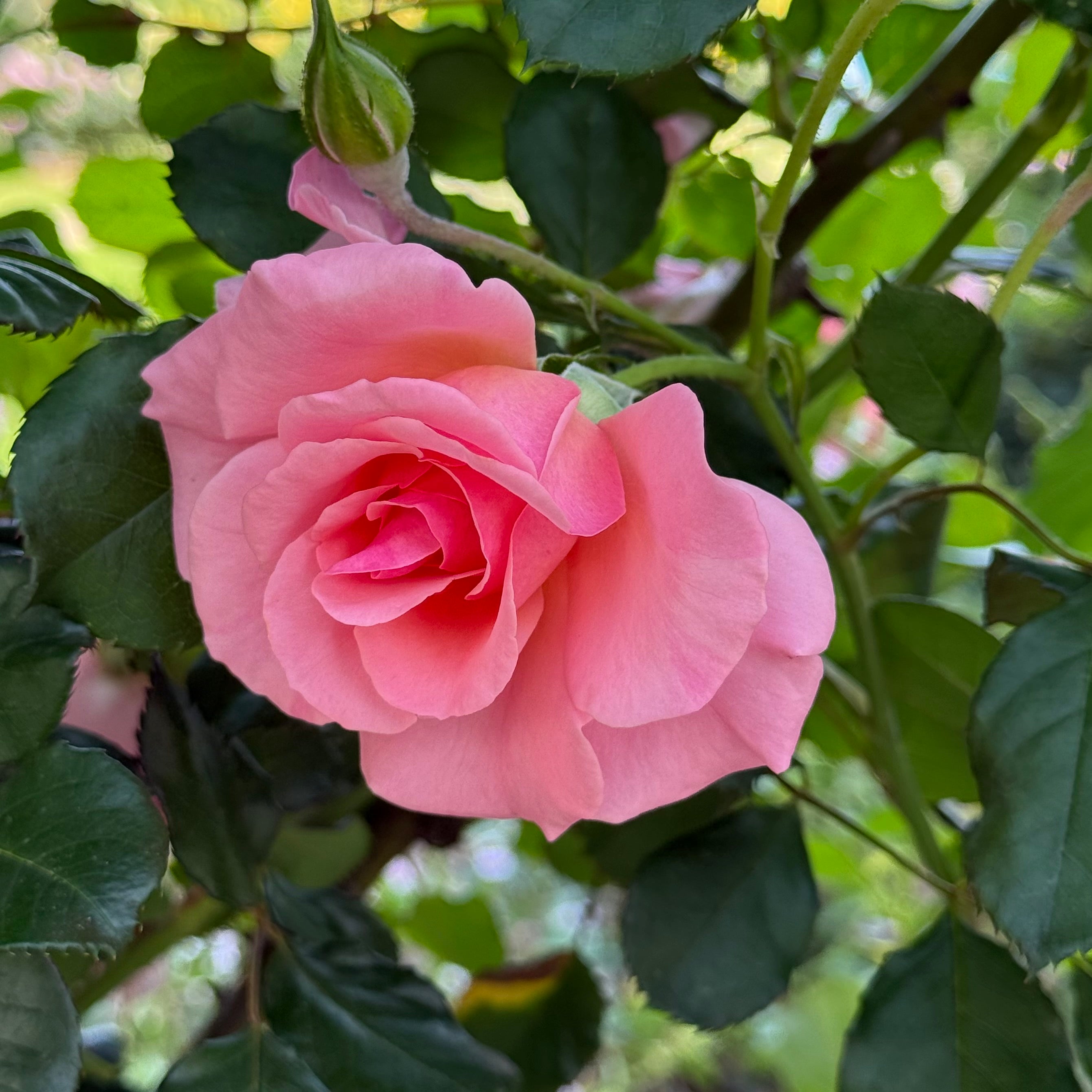 Dream Weaver™ Potted Climbing Rose