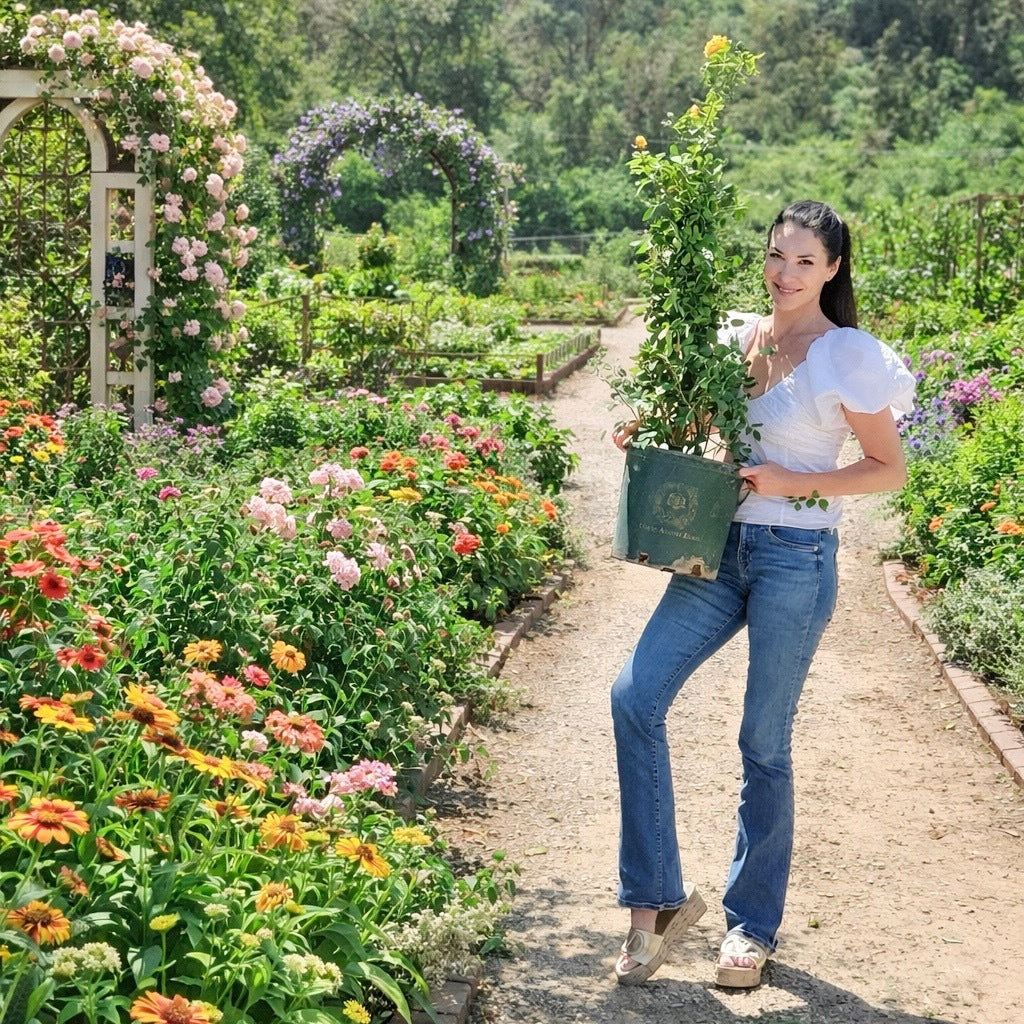 Estate Rose™ 30" Potted Climbing Rose