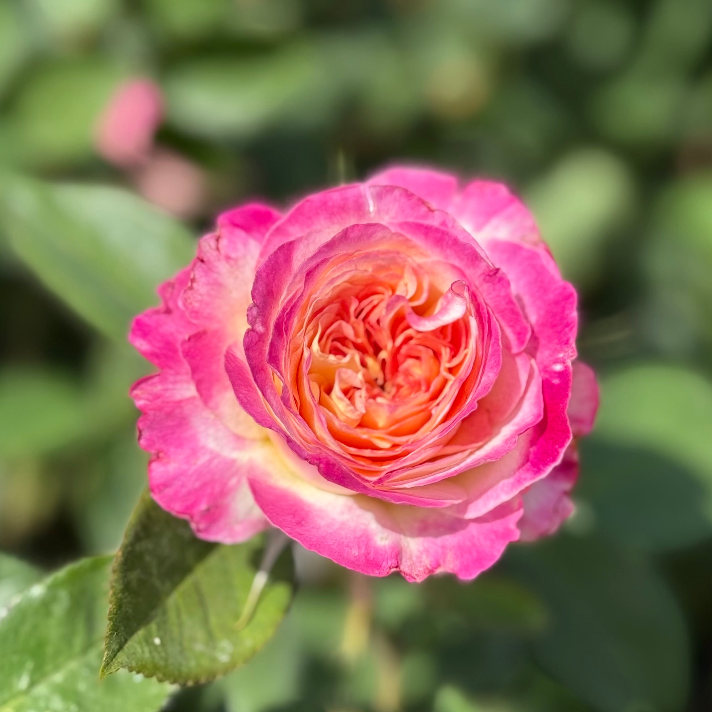 Living the Dream Rose Bush | Repeat Blooming Rose | Grace Rose Farm