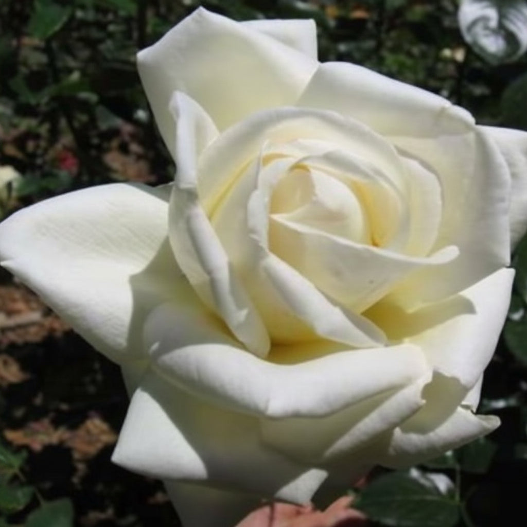 Home and Family™ Potted Rose Bush