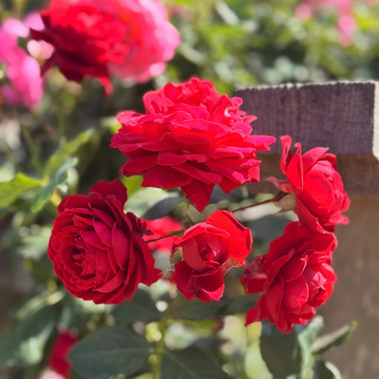 Blaze™ Bare Root Climbing Rose