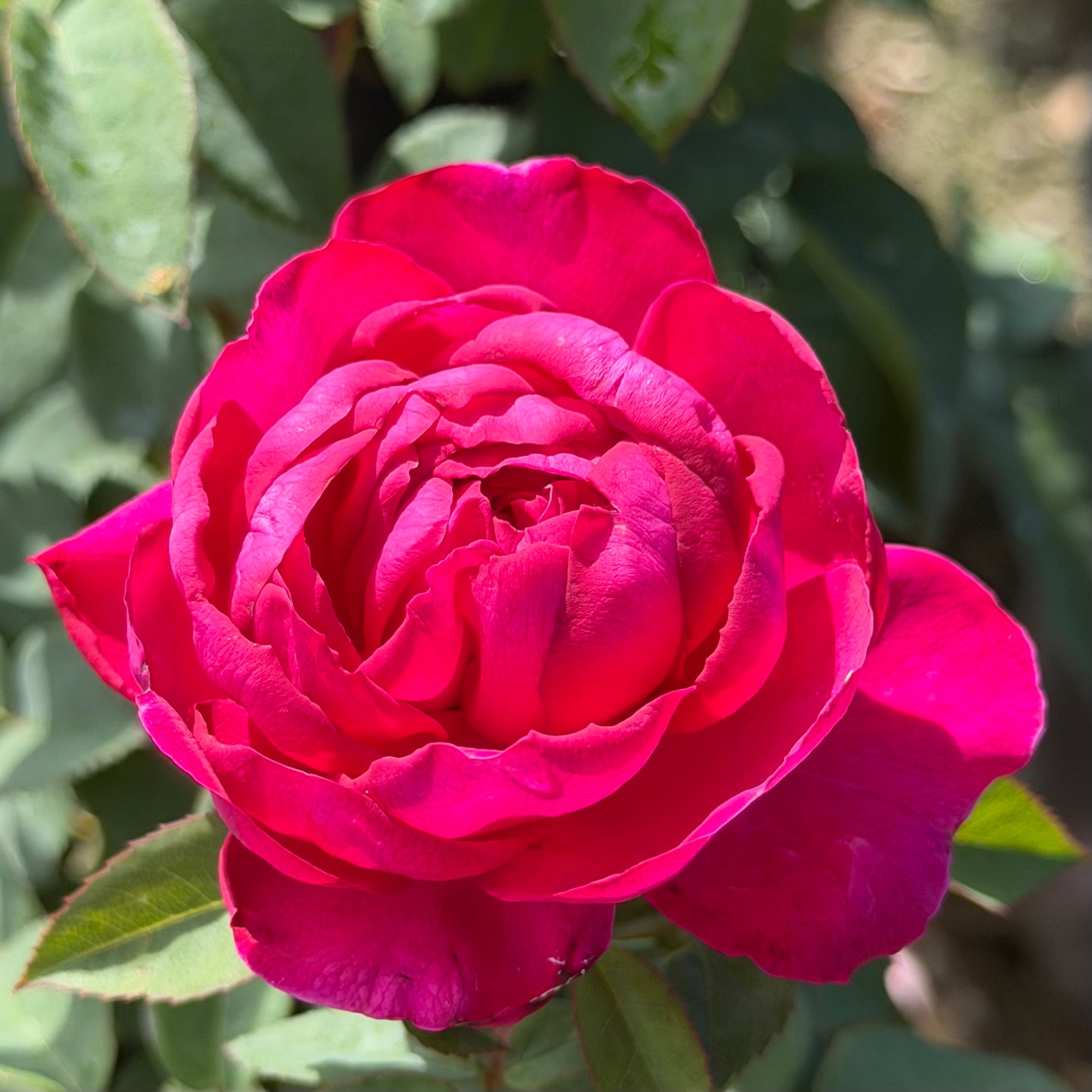 Delphine Grace Potted Rose Bush | Estate Rose Collection | Grace