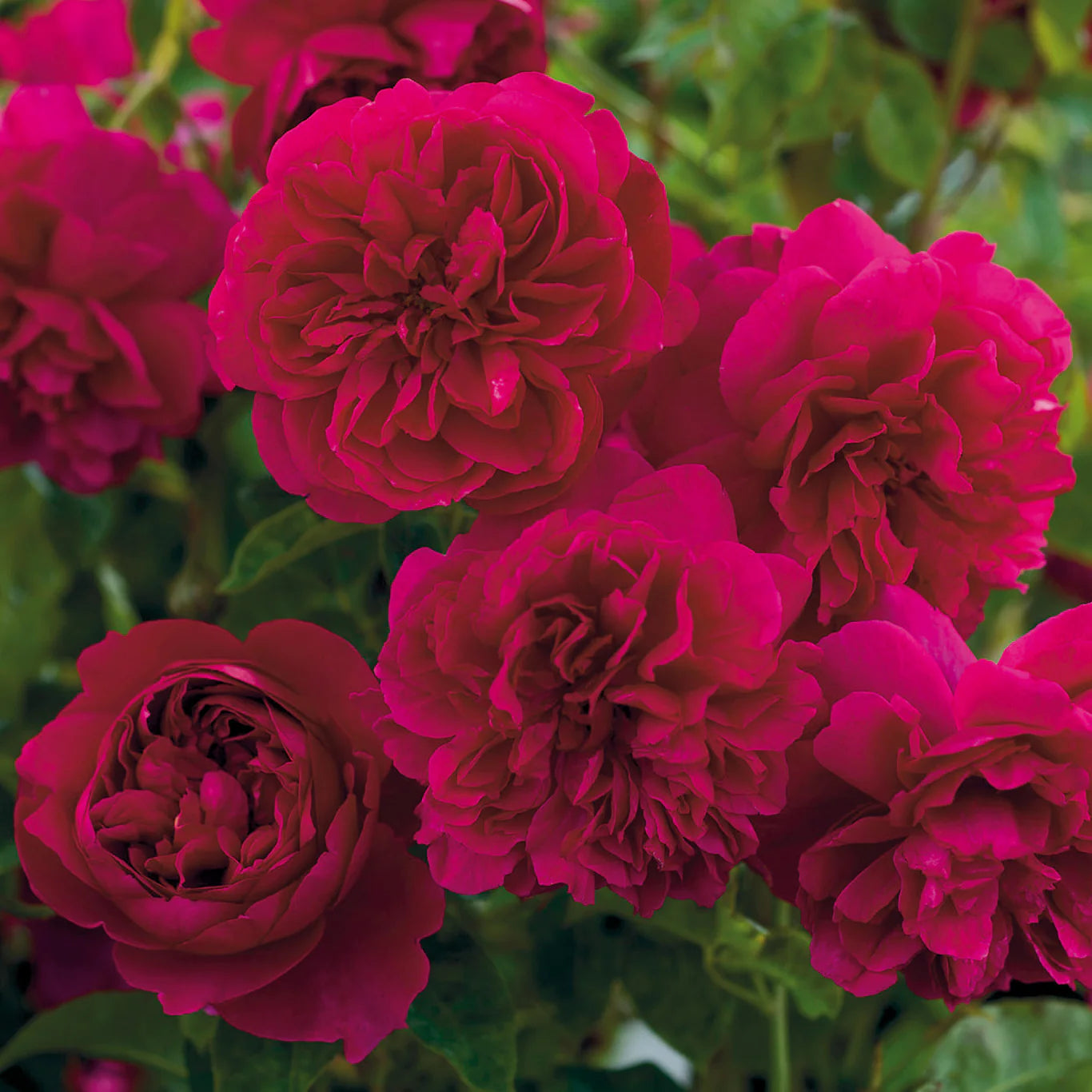 David Austin Roses Thomas à Beckett Rose Bush