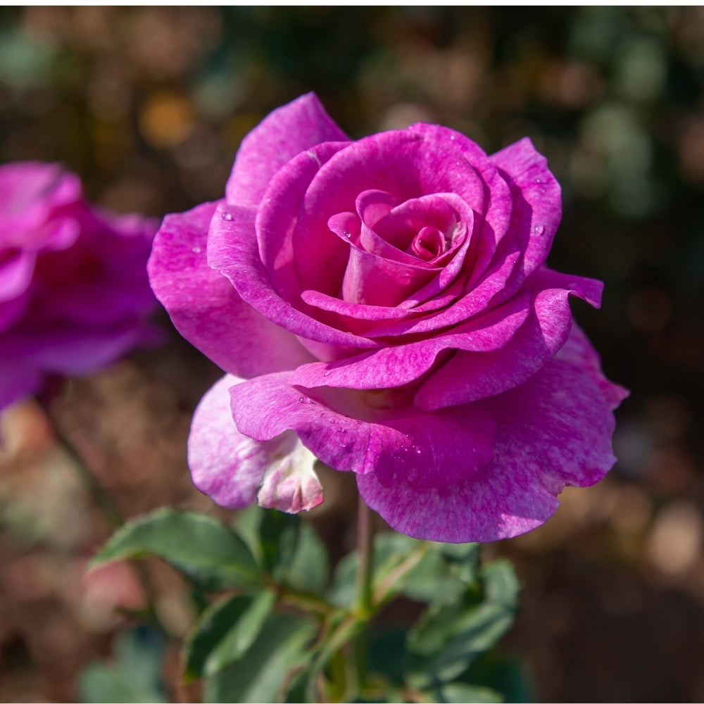 Melody Parfumee™ Bare Root Rose Bush