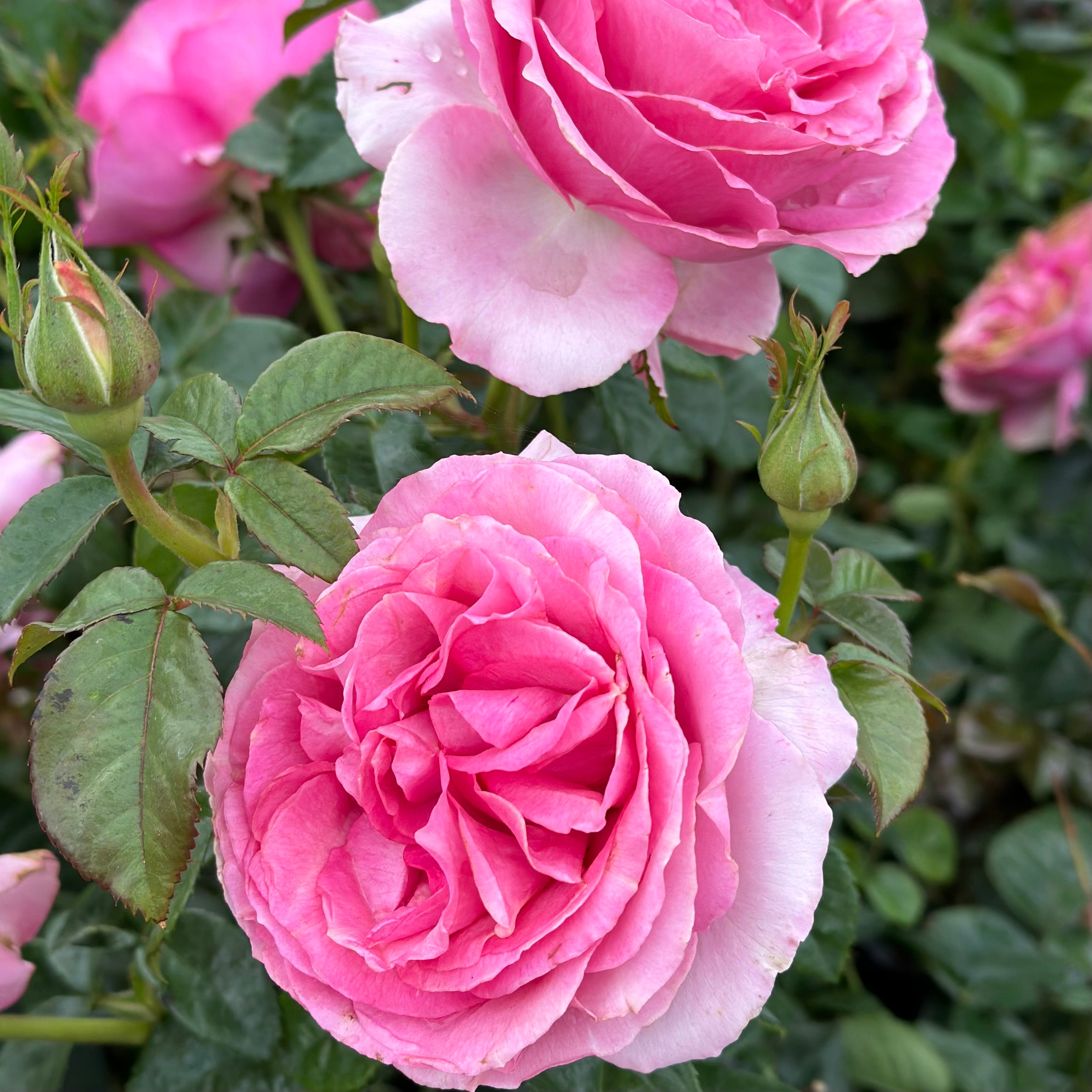 All Dressed Up™ Potted Rose Bush